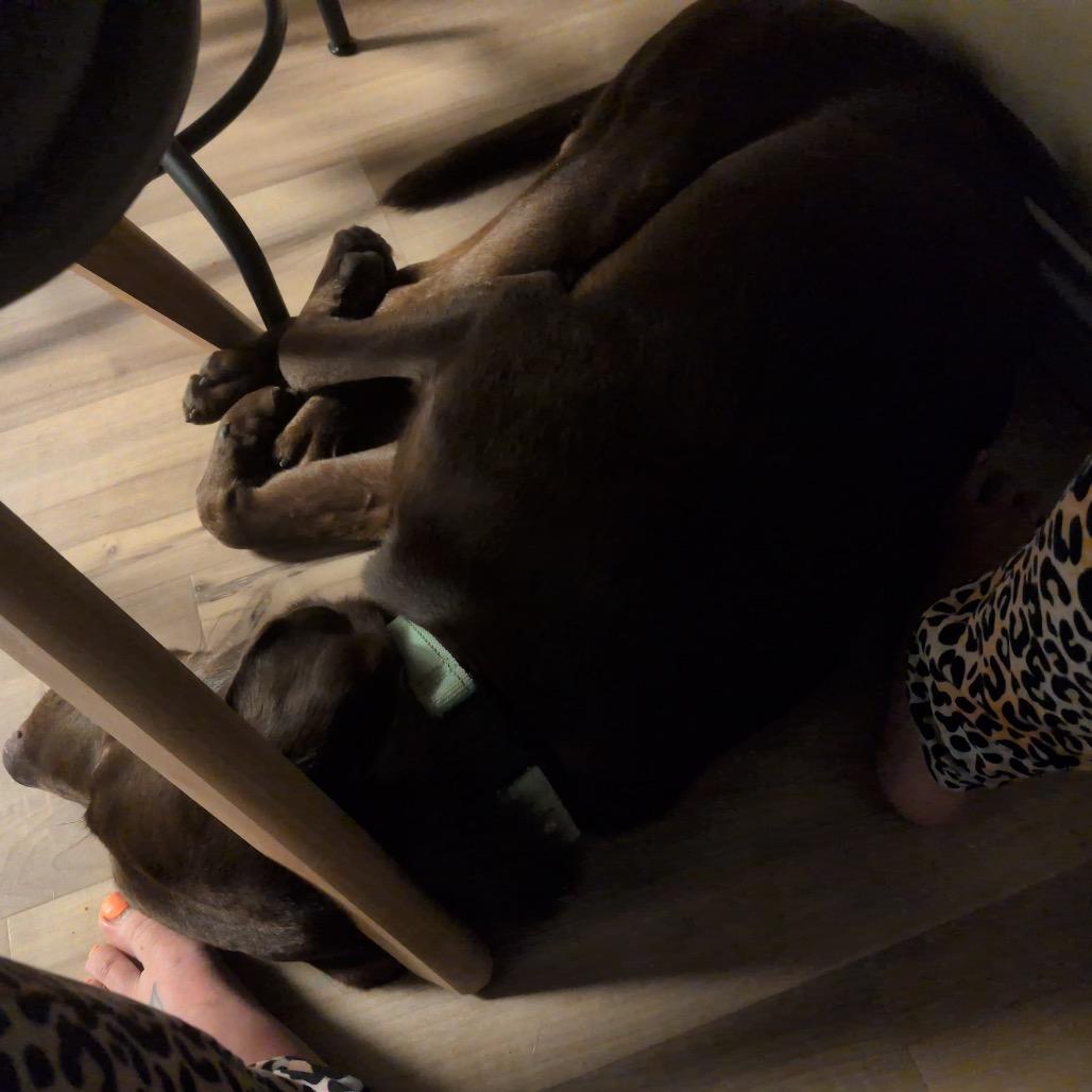 Enlarge Fisher, a Adoptable mixed breed in Buffalo, MN image 5/6