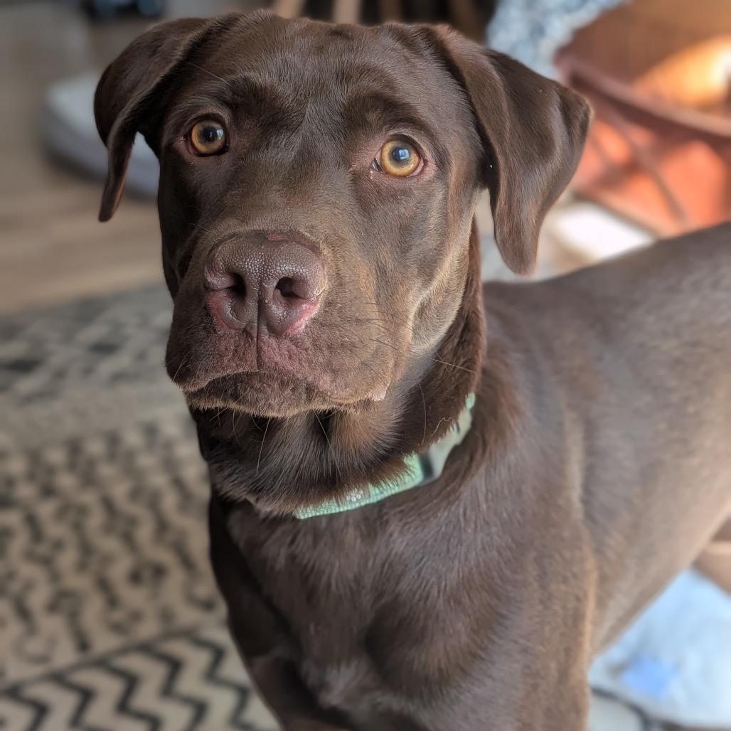 Enlarge Fisher, a Adoptable mixed breed in Buffalo, MN image 6/6