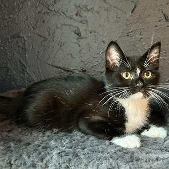 Fiji, Adoptable, Kitten Female Domestic Short Hair.