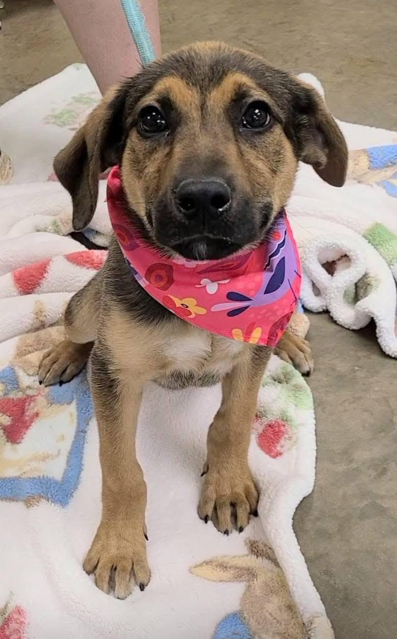 Candy, an adopted mixed breed in Alliance, OH image 2/4