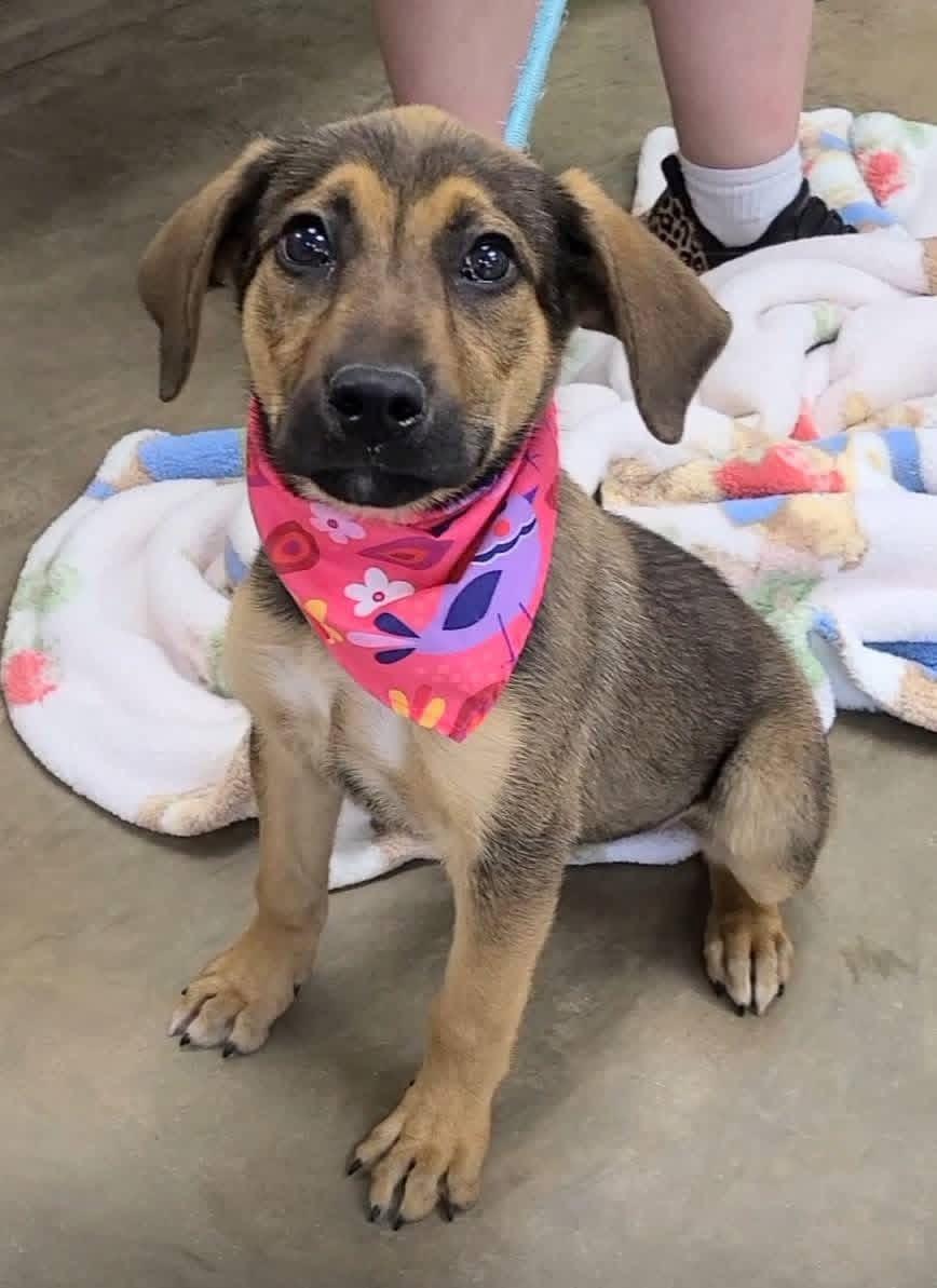Candy, an adopted mixed breed in Alliance, OH image 4/4
