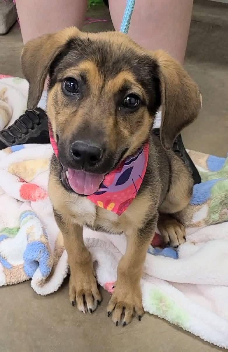 Candy, adopted, Puppy Female German Shepherd Dog & Labrador Retriever.