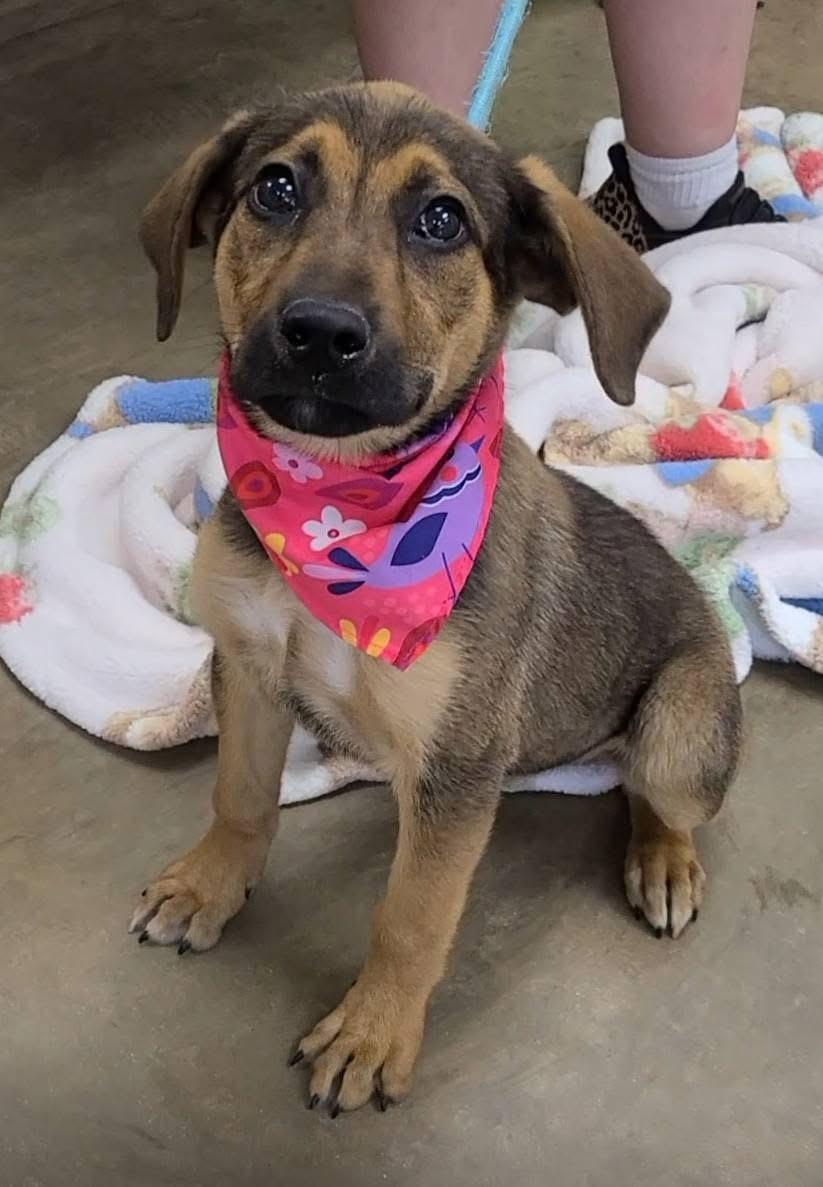 Candy, an adopted mixed breed in Alliance, OH image 3/4