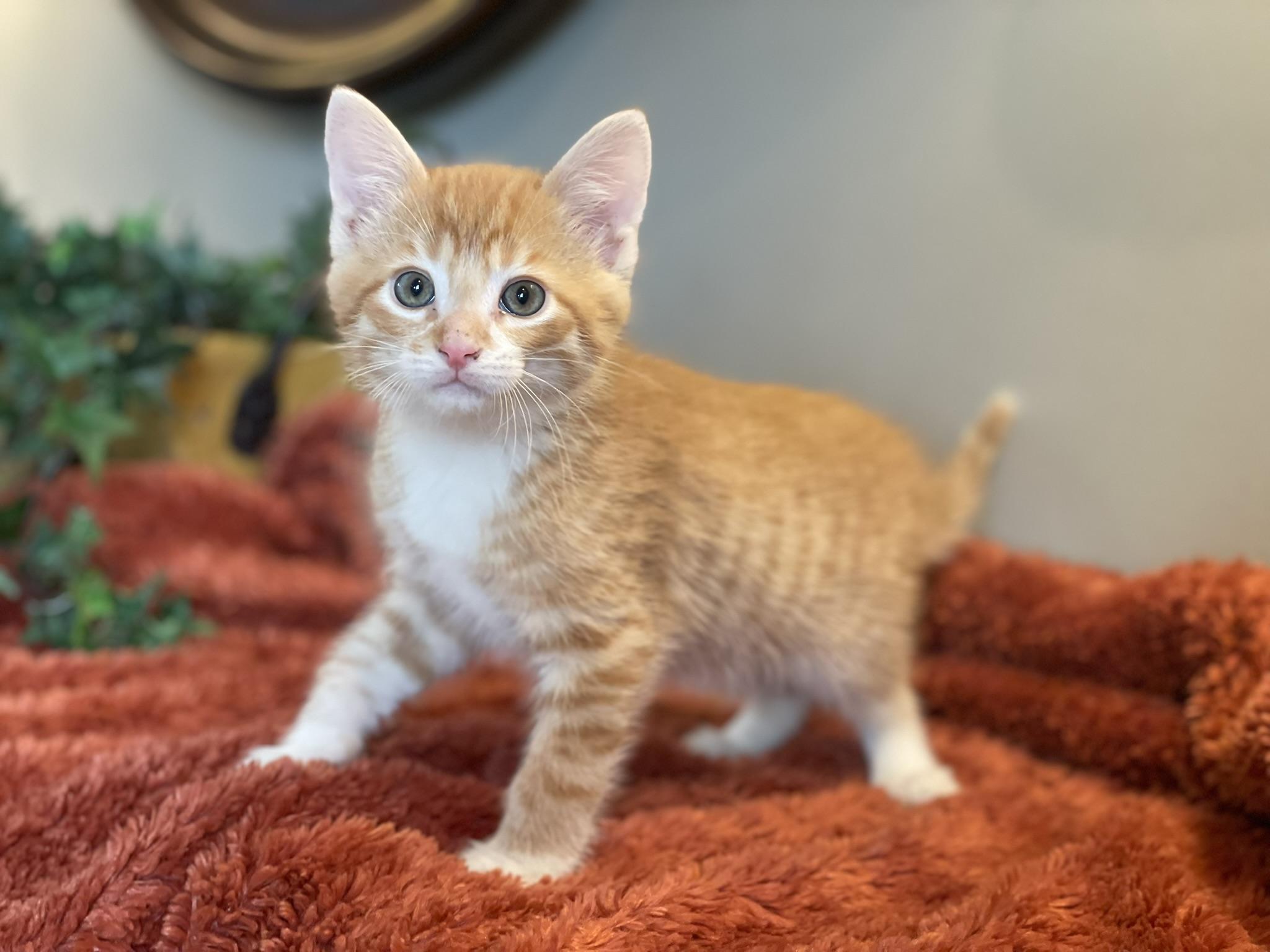 Charlie, adopted, Kitten Male Tabby.