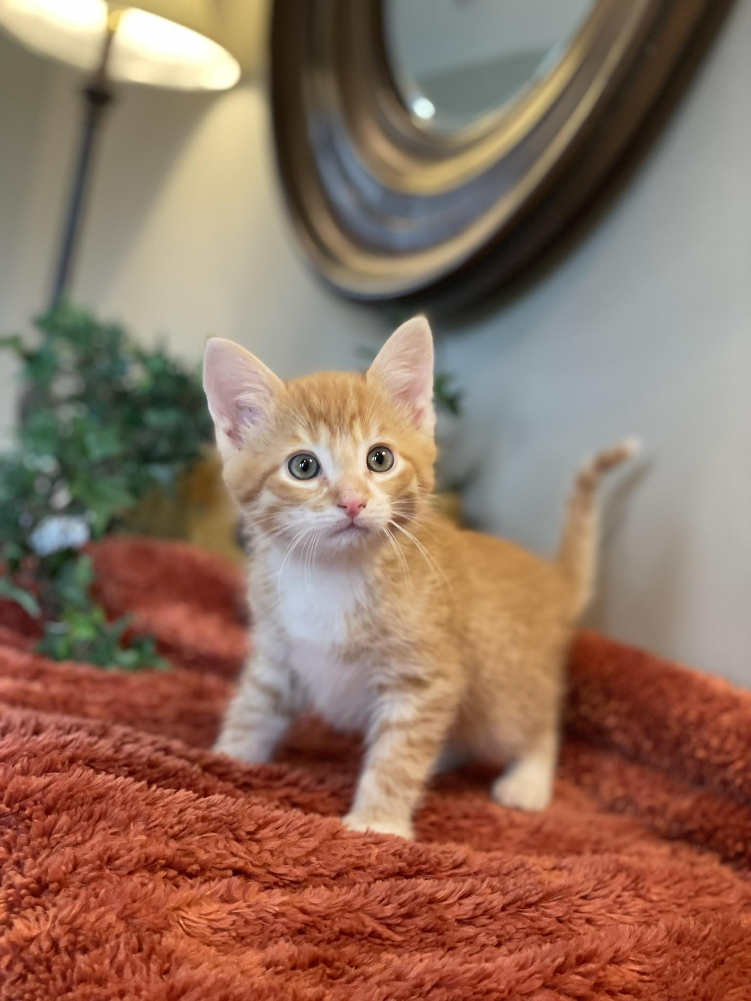 Enlarge Charlie, an adopted Tabby in Taylor, MI image 4/6