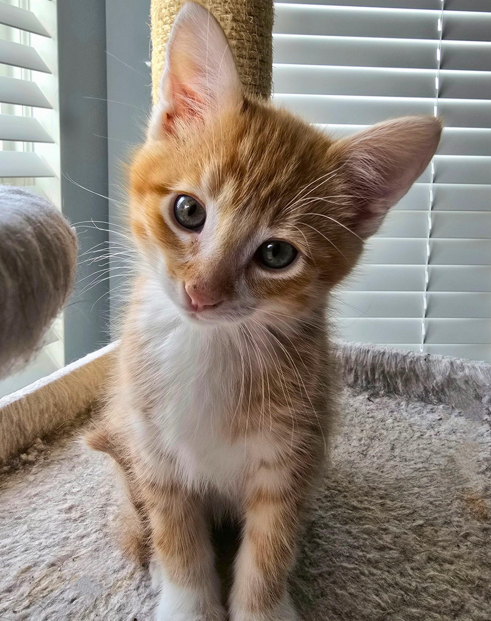 Enlarge Charlie, an adopted Tabby in Taylor, MI image 2/6