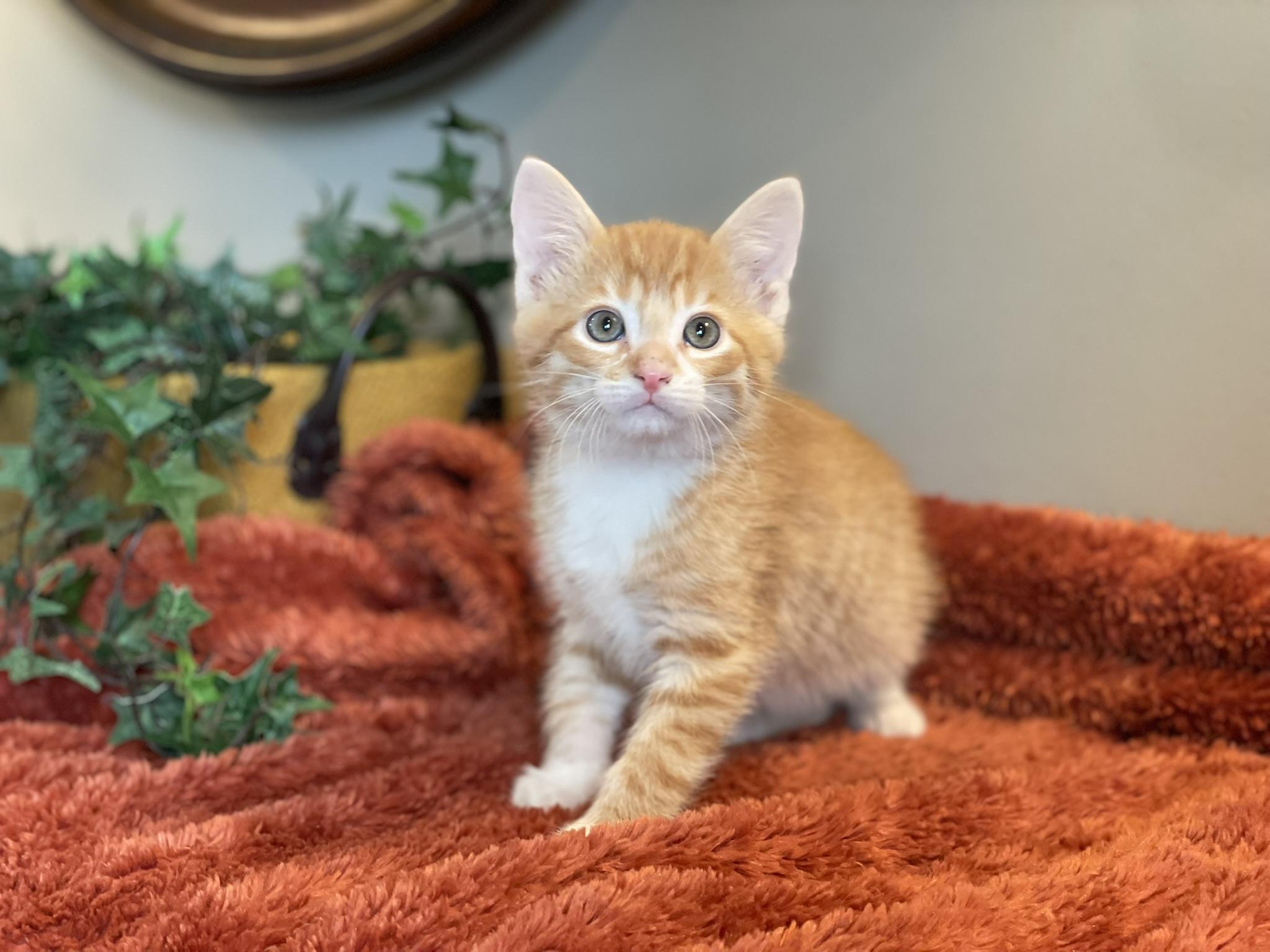 Enlarge Charlie, an adopted Tabby in Taylor, MI image 6/6