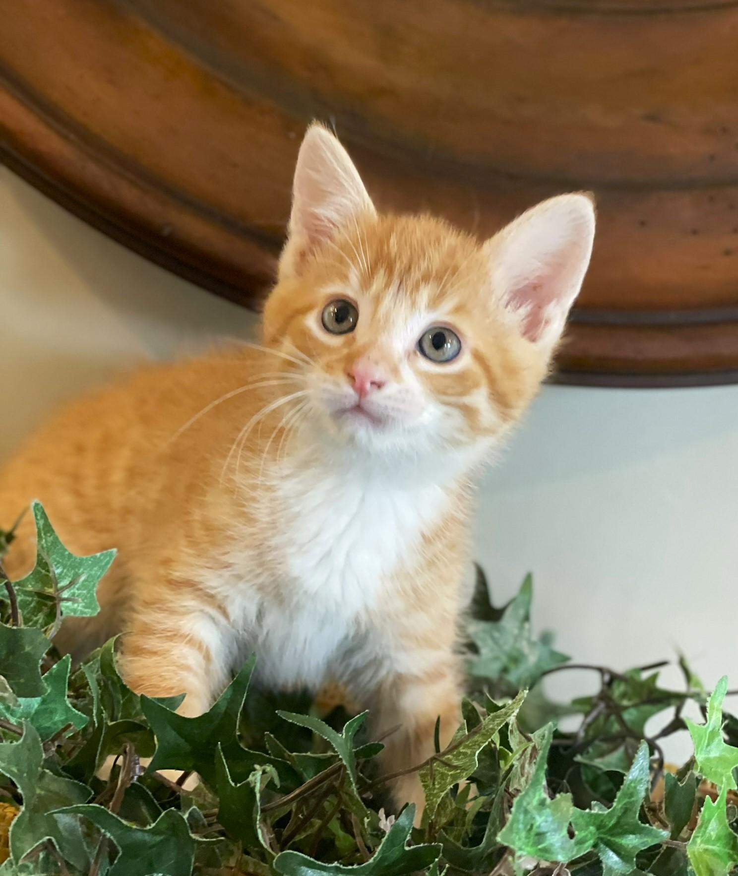 Enlarge Charlie, an adopted Tabby in Taylor, MI image 3/6