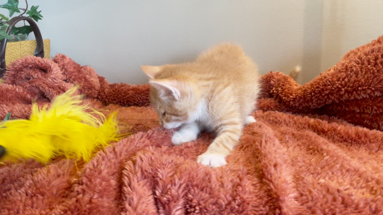 Enlarge Charlie, an adopted Tabby in Taylor, MI video 5/6