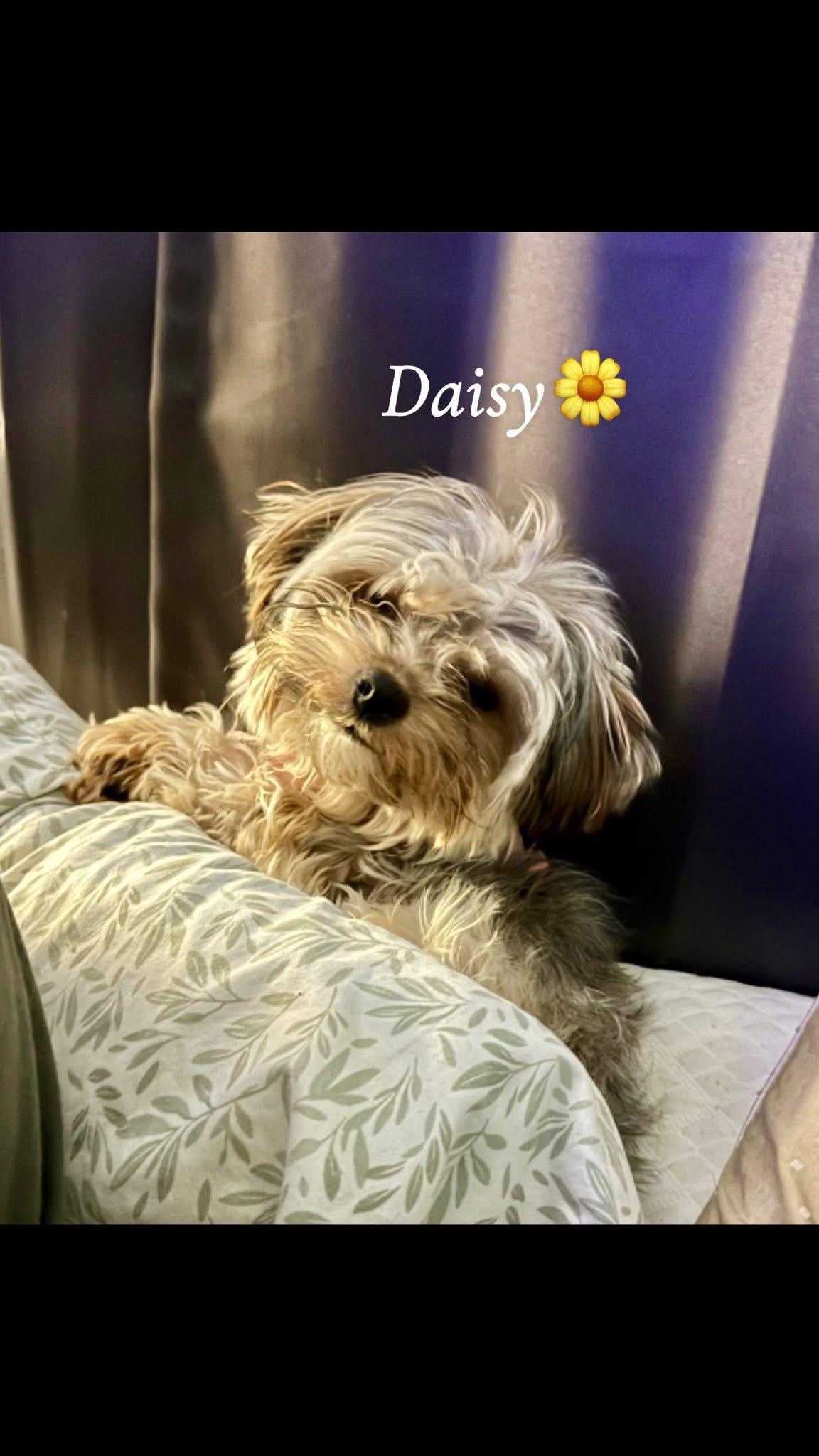 Daisy, ADOPTABLE, Adult Female Havanese & Yorkshire Terrier.