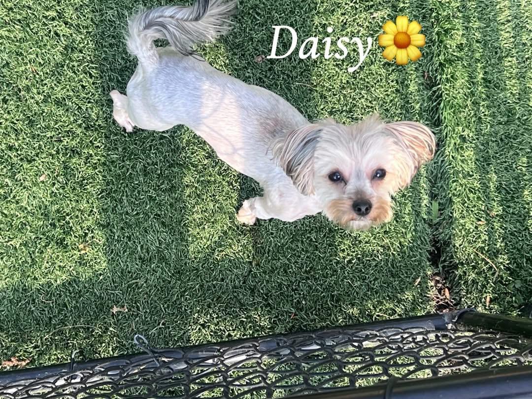 Daisy, a ADOPTABLE mixed breed in Saginaw, MI image 3/3