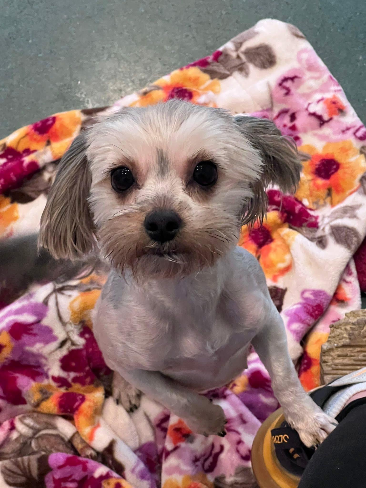 Daisy, a ADOPTABLE mixed breed in Saginaw, MI image 2/3