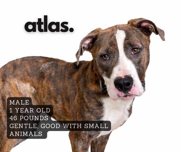 Enlarge Atlas, a Adoptable Affenpinscher in Ashland, KY image 1/1