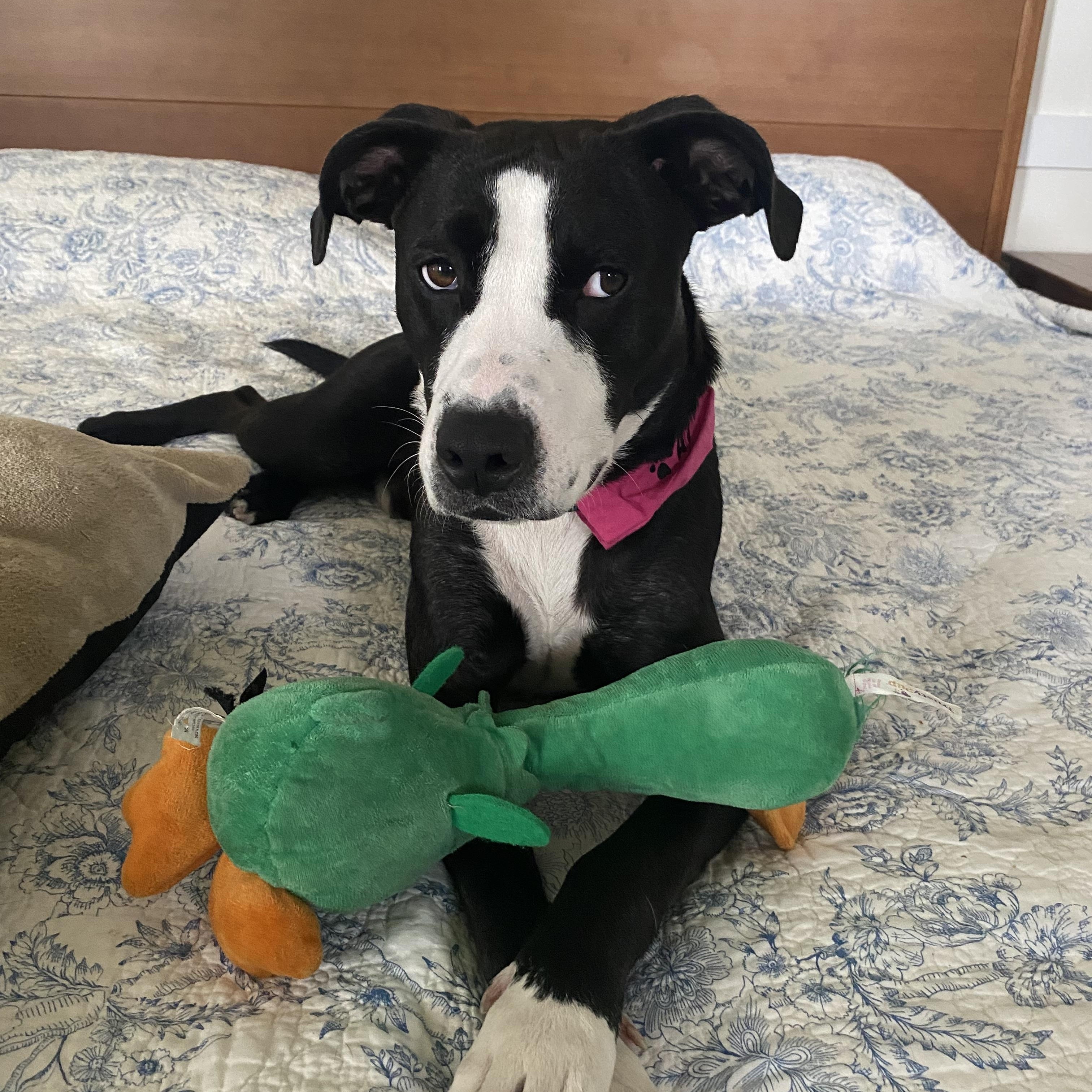 Enlarge Freddie, an adopted mixed breed in Virginia Beach, VA image 2/6