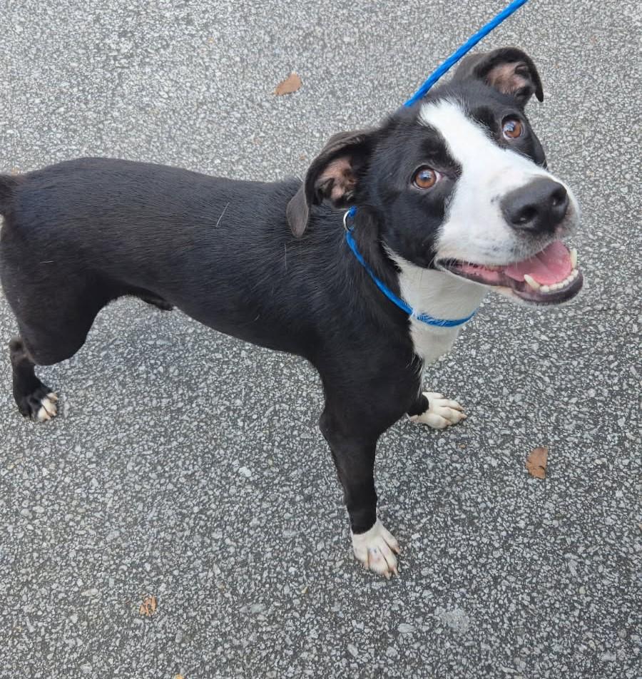 Enlarge Freddie, an adopted mixed breed in Virginia Beach, VA image 3/6