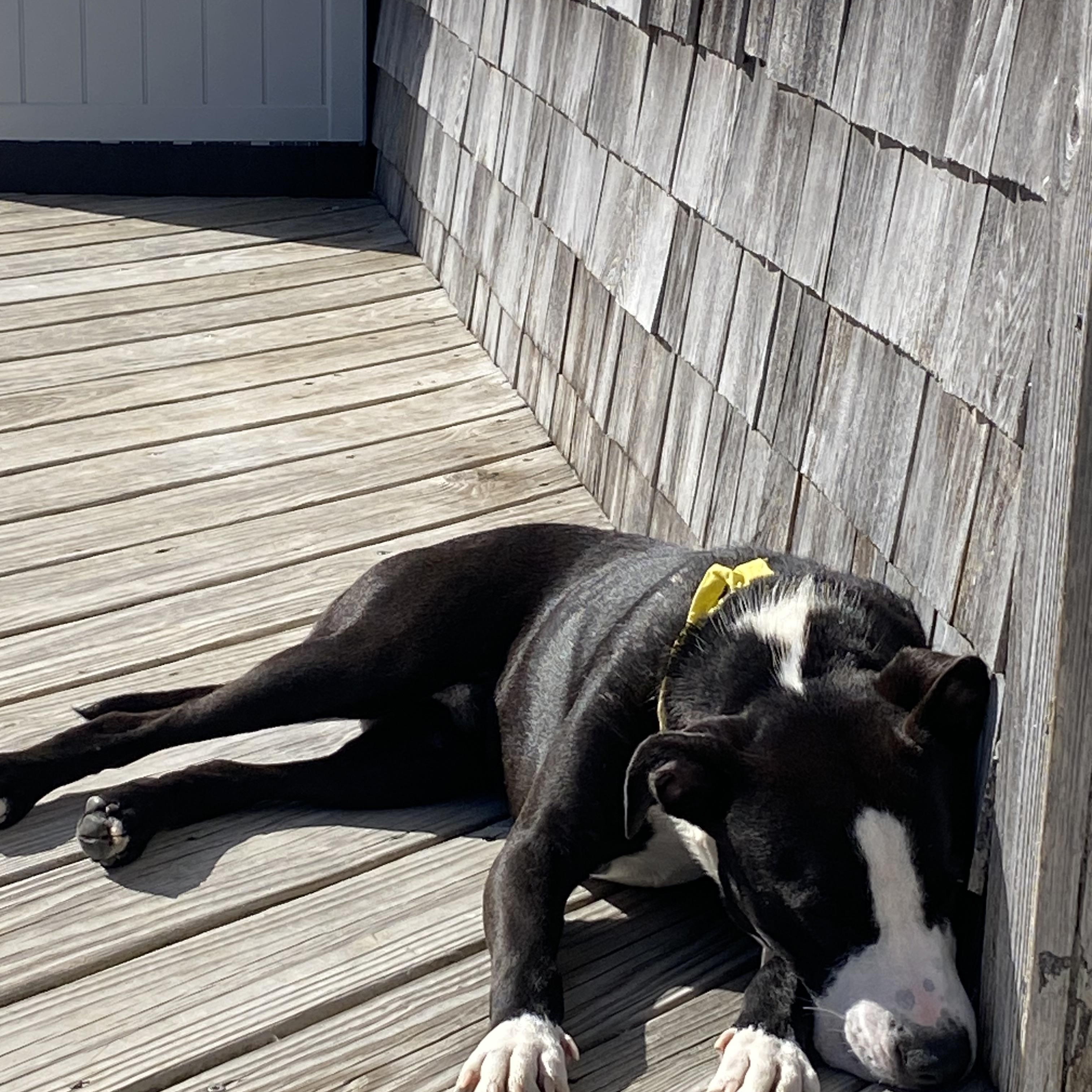Enlarge Freddie, an adopted mixed breed in Virginia Beach, VA image 4/6
