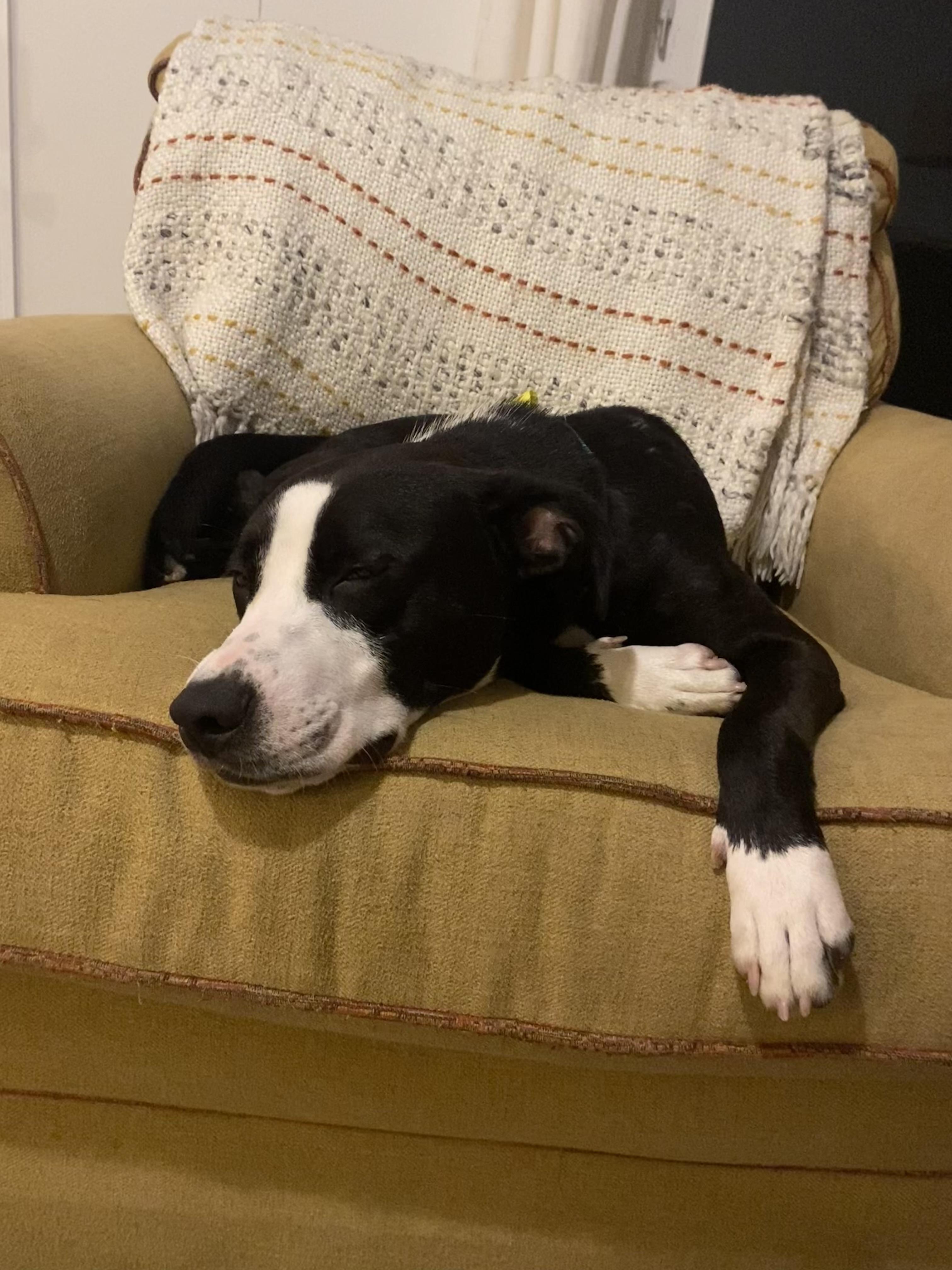 Enlarge Freddie, an adopted mixed breed in Virginia Beach, VA image 5/6