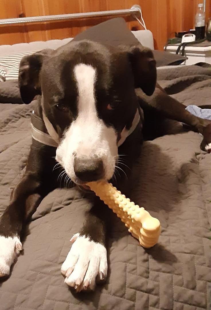 Enlarge Freddie, an adopted mixed breed in Virginia Beach, VA image 6/6