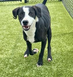 Enlarge Freddie, an adopted mixed breed in Virginia Beach, VA image 1/6
