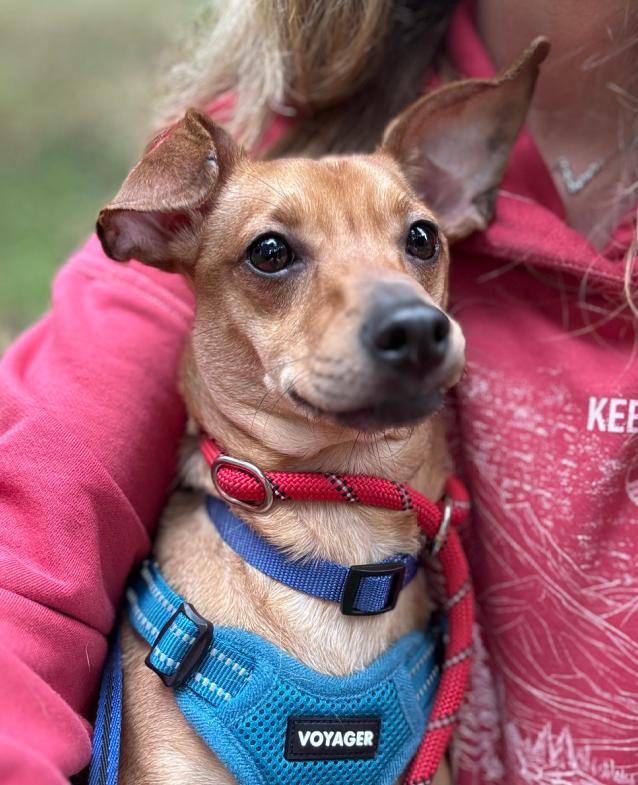 Jake, adopted, Young Male Dachshund.