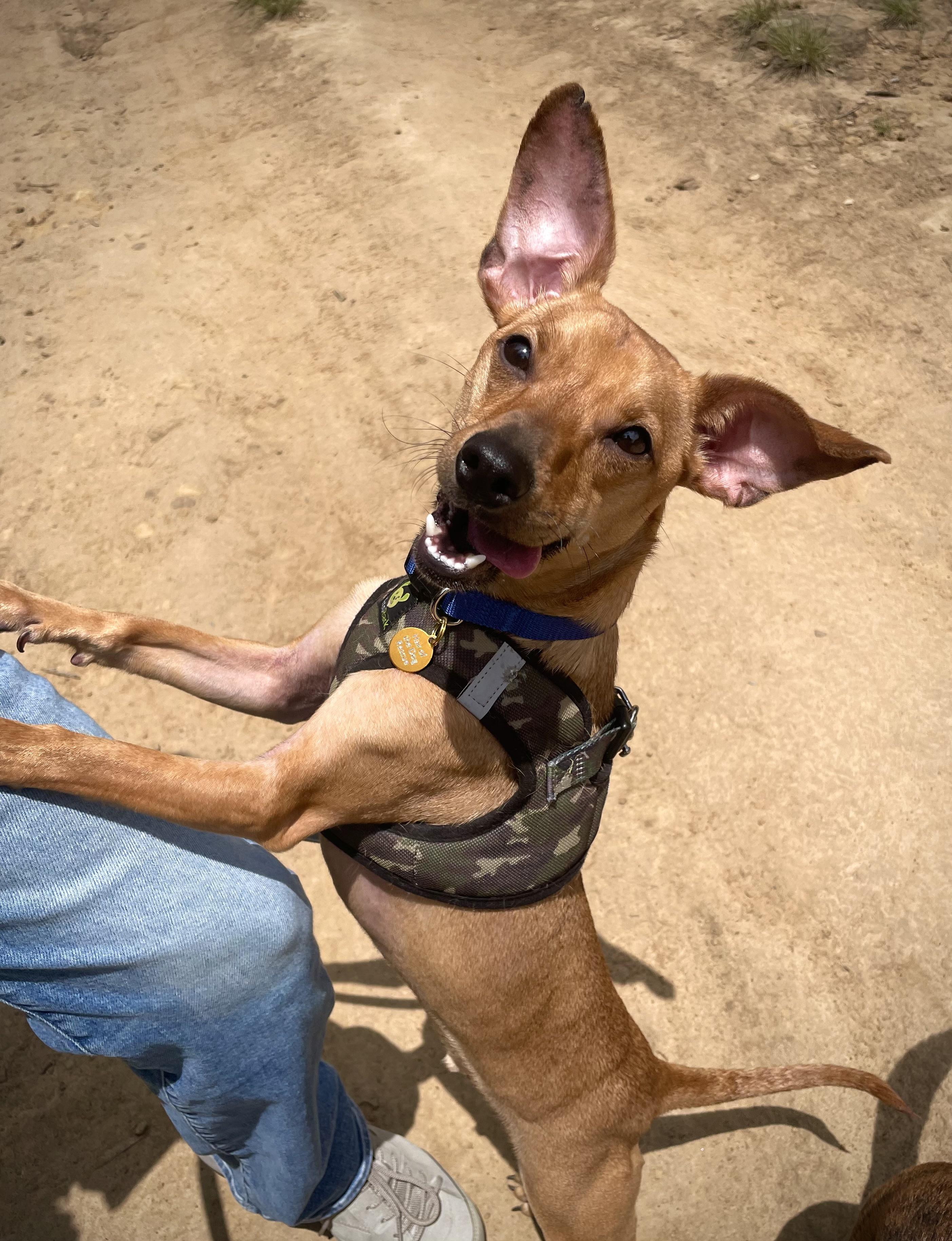 Jake, an adopted mixed breed in Oakland, CA image 3/4