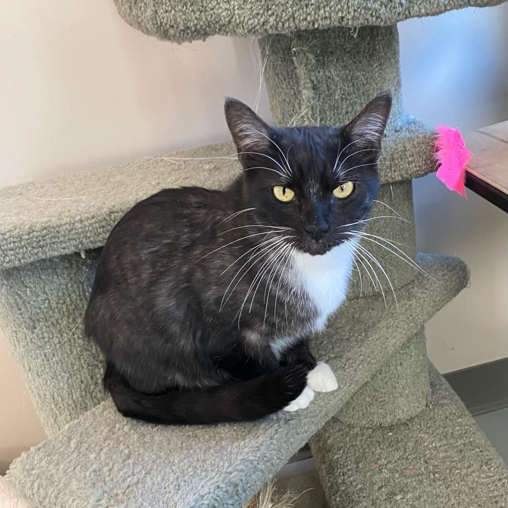 Enlarge Panther, a Adoptable Domestic Short Hair in Cedar Park, TX image 1/2