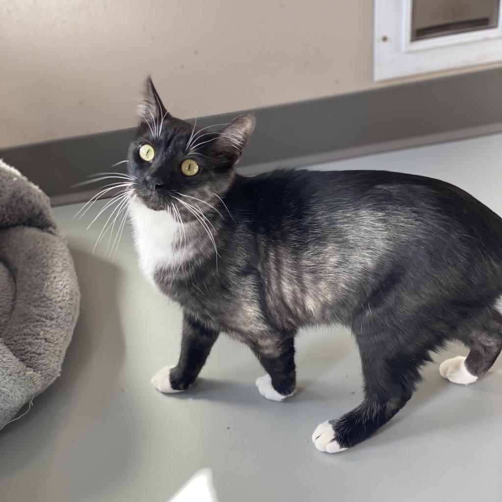 Enlarge Panther, a Adoptable Domestic Short Hair in Cedar Park, TX image 2/2