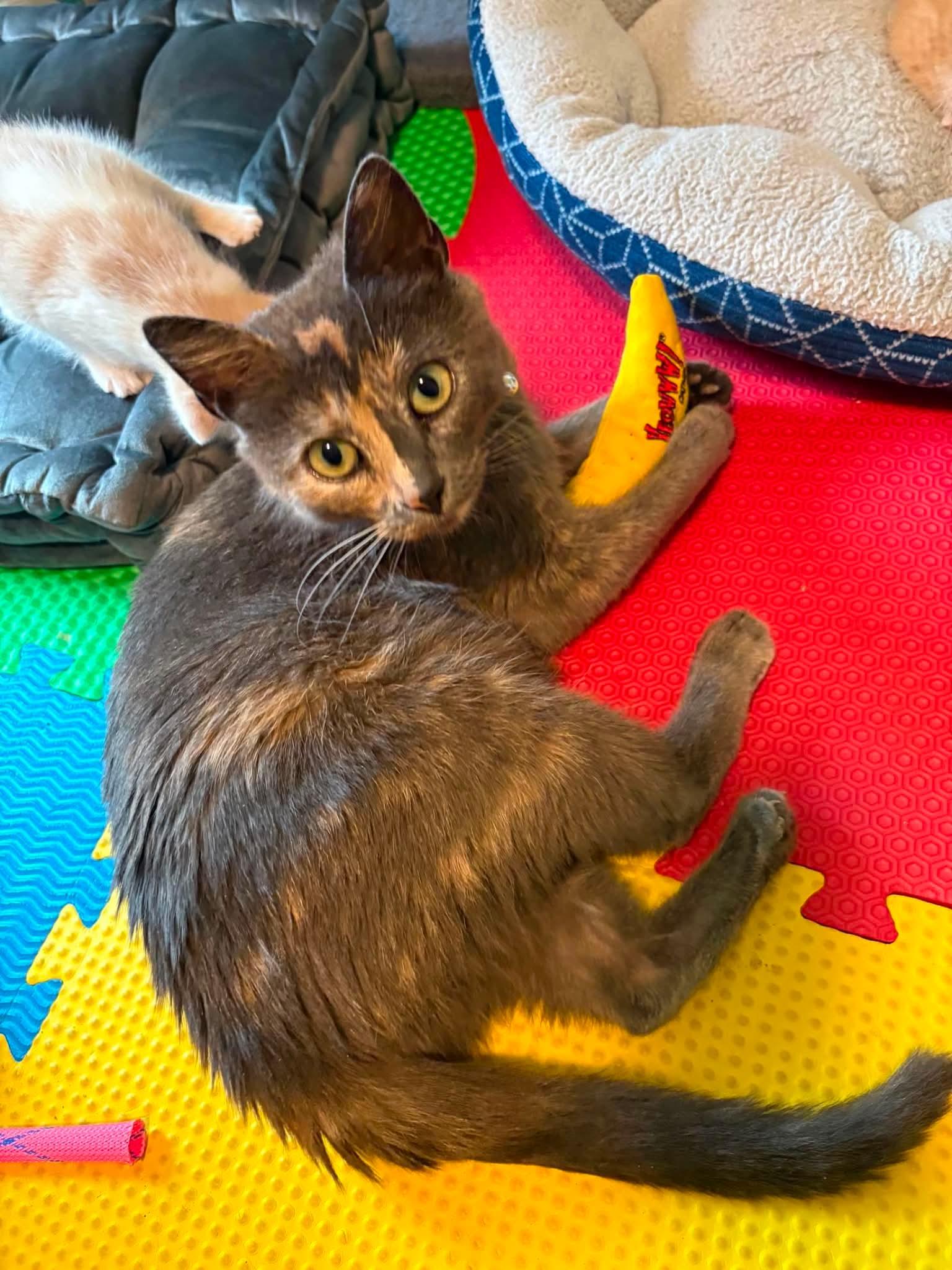 Enlarge Sally, a ADOPTABLE Domestic Short Hair in New Hartford, NY image 2/3