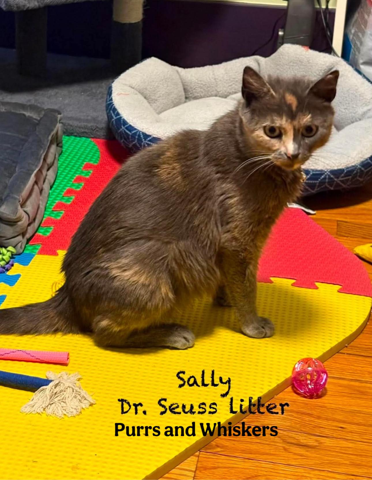 Sally, ADOPTABLE, Young Female Domestic Short Hair.