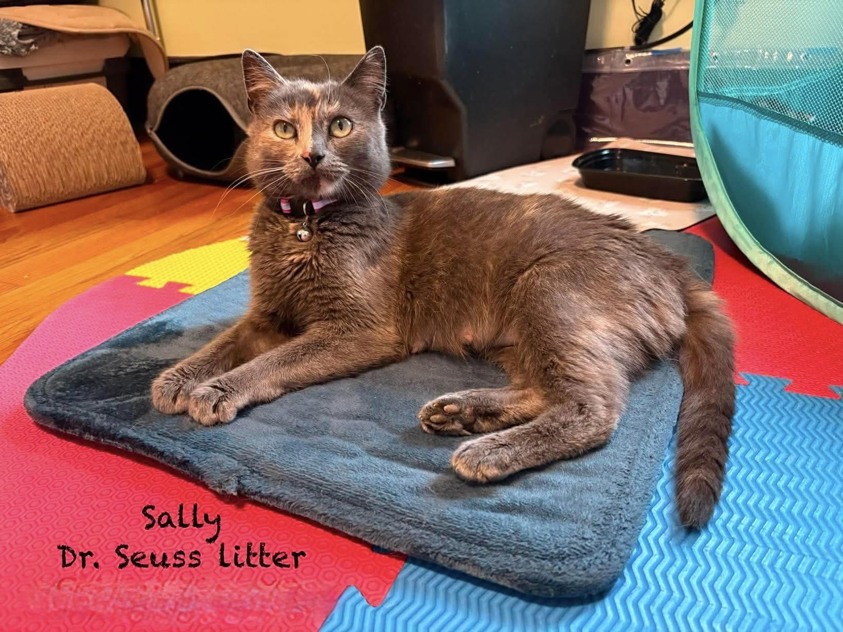 Enlarge Sally, a ADOPTABLE Domestic Short Hair in New Hartford, NY image 3/3