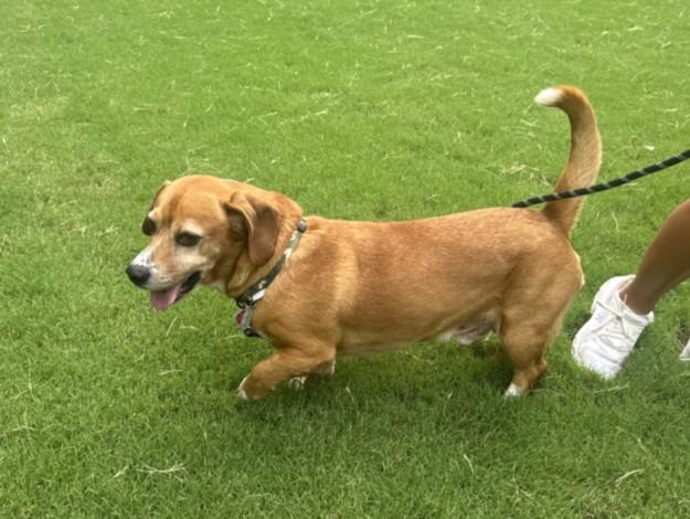 TOBI, Adoptable, Adult Male Basset Hound & Mixed Breed.