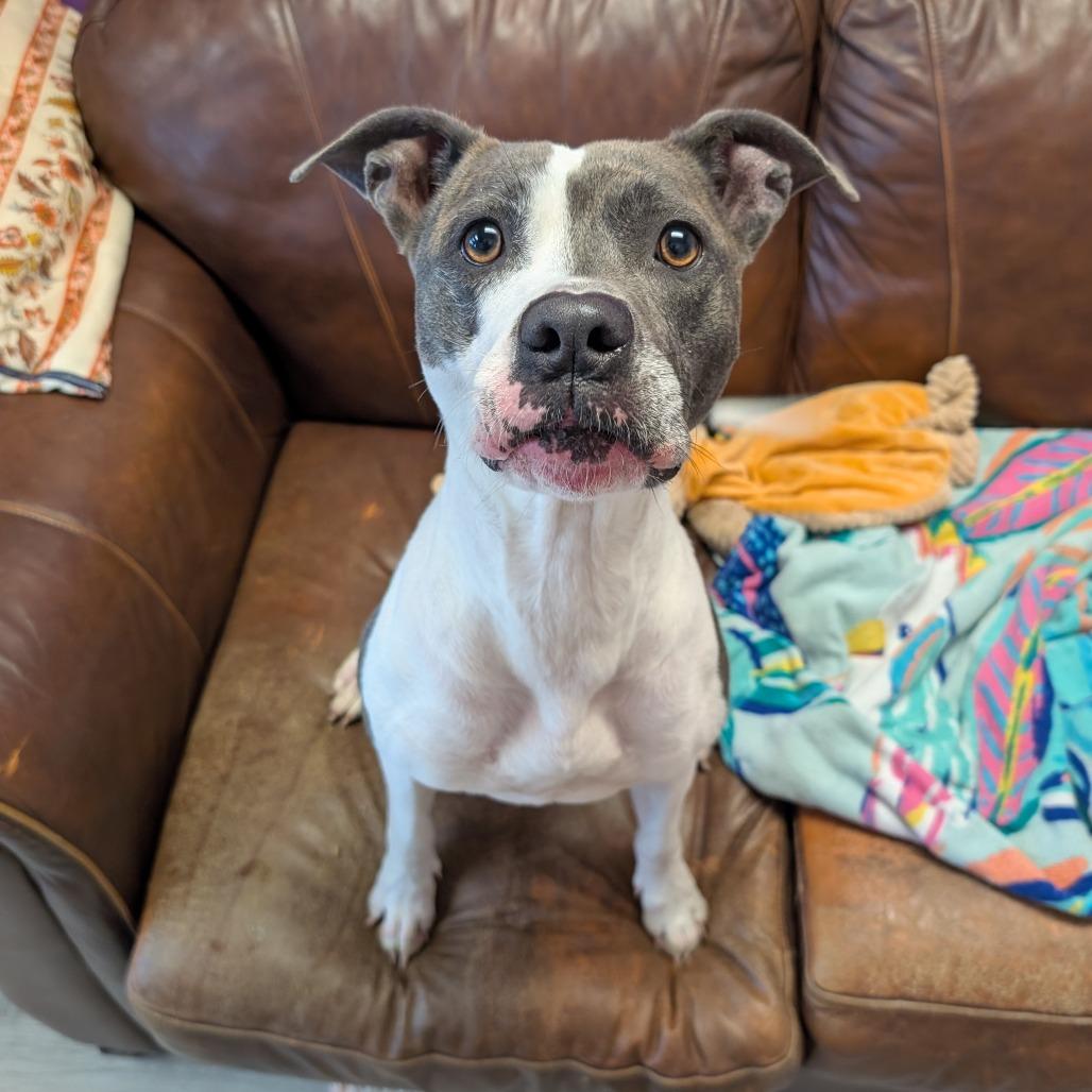 Enlarge Velma, a Adoptable mixed breed in Emporia, KS image 1/6