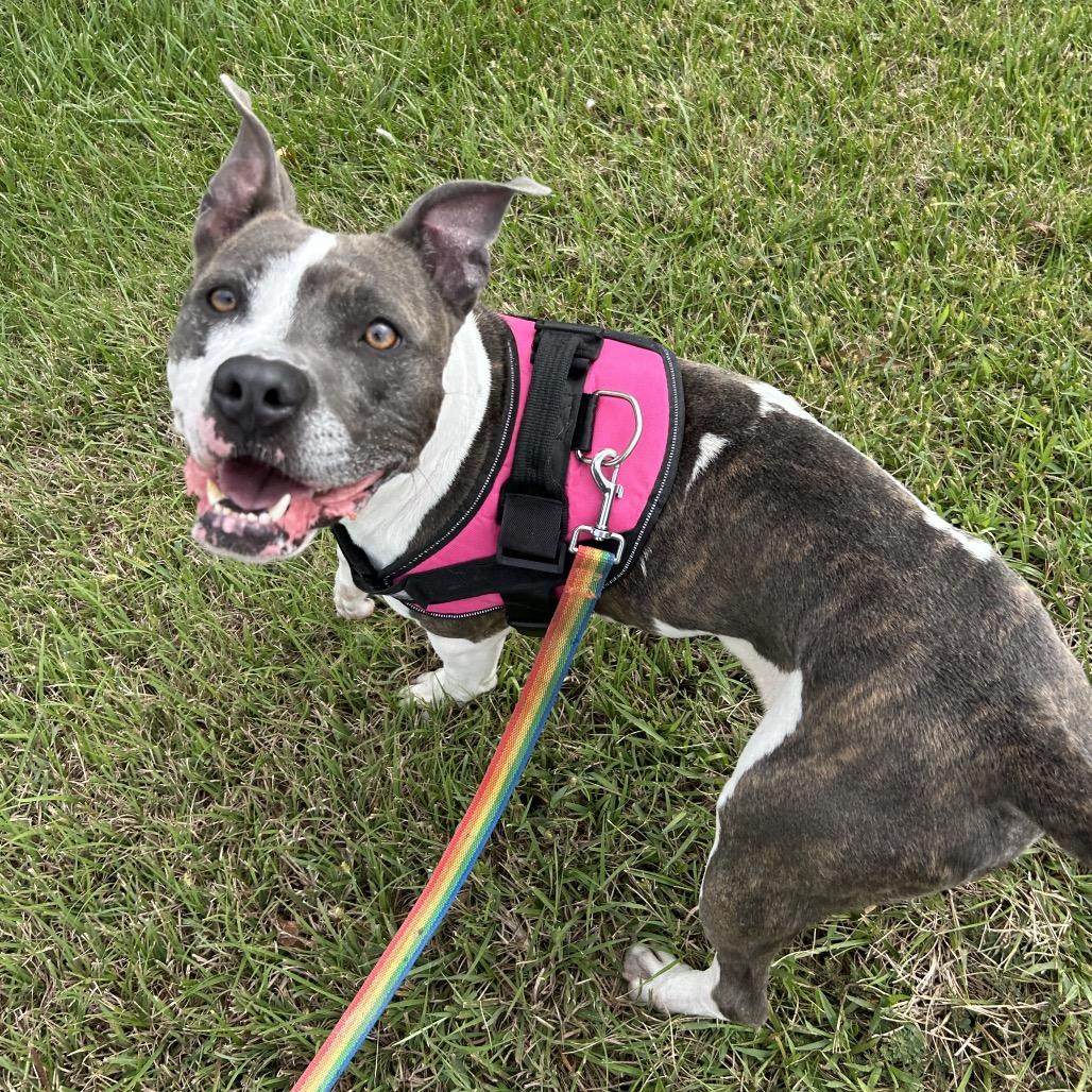 Enlarge Velma, a Adoptable mixed breed in Emporia, KS image 2/6