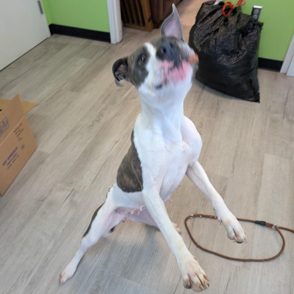 Enlarge Velma, a Adoptable mixed breed in Emporia, KS image 3/6