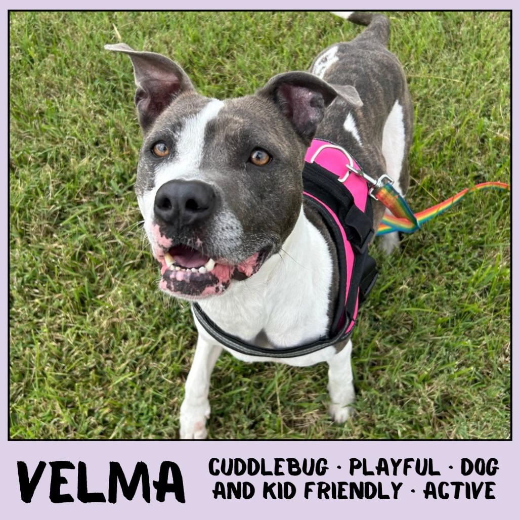 Enlarge Velma, a Adoptable mixed breed in Emporia, KS image 6/6