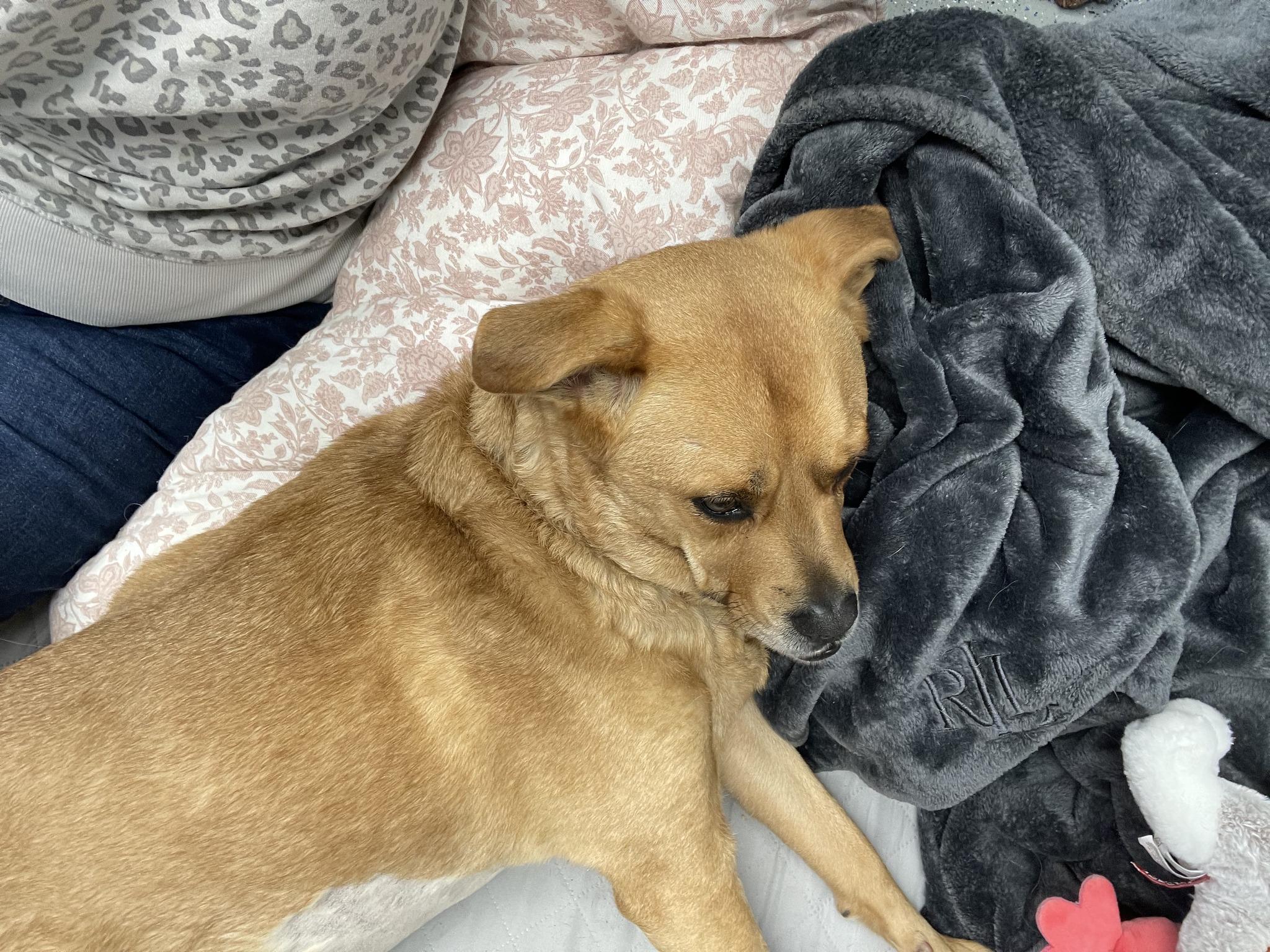 Enlarge Reba, a ADOPTABLE mixed breed in Ipswich, MA image 6/6