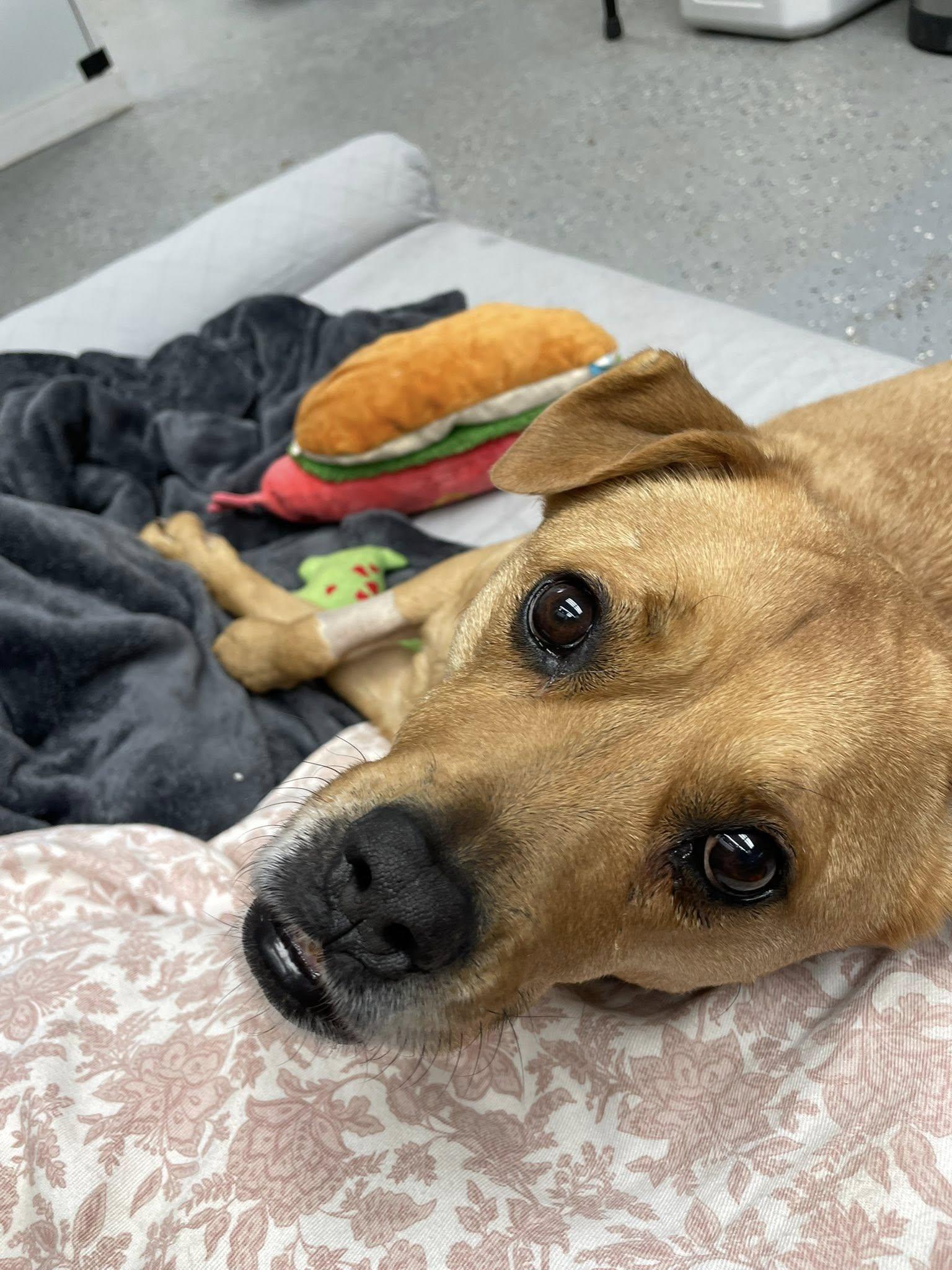 Enlarge Reba, a ADOPTABLE mixed breed in Ipswich, MA image 3/6