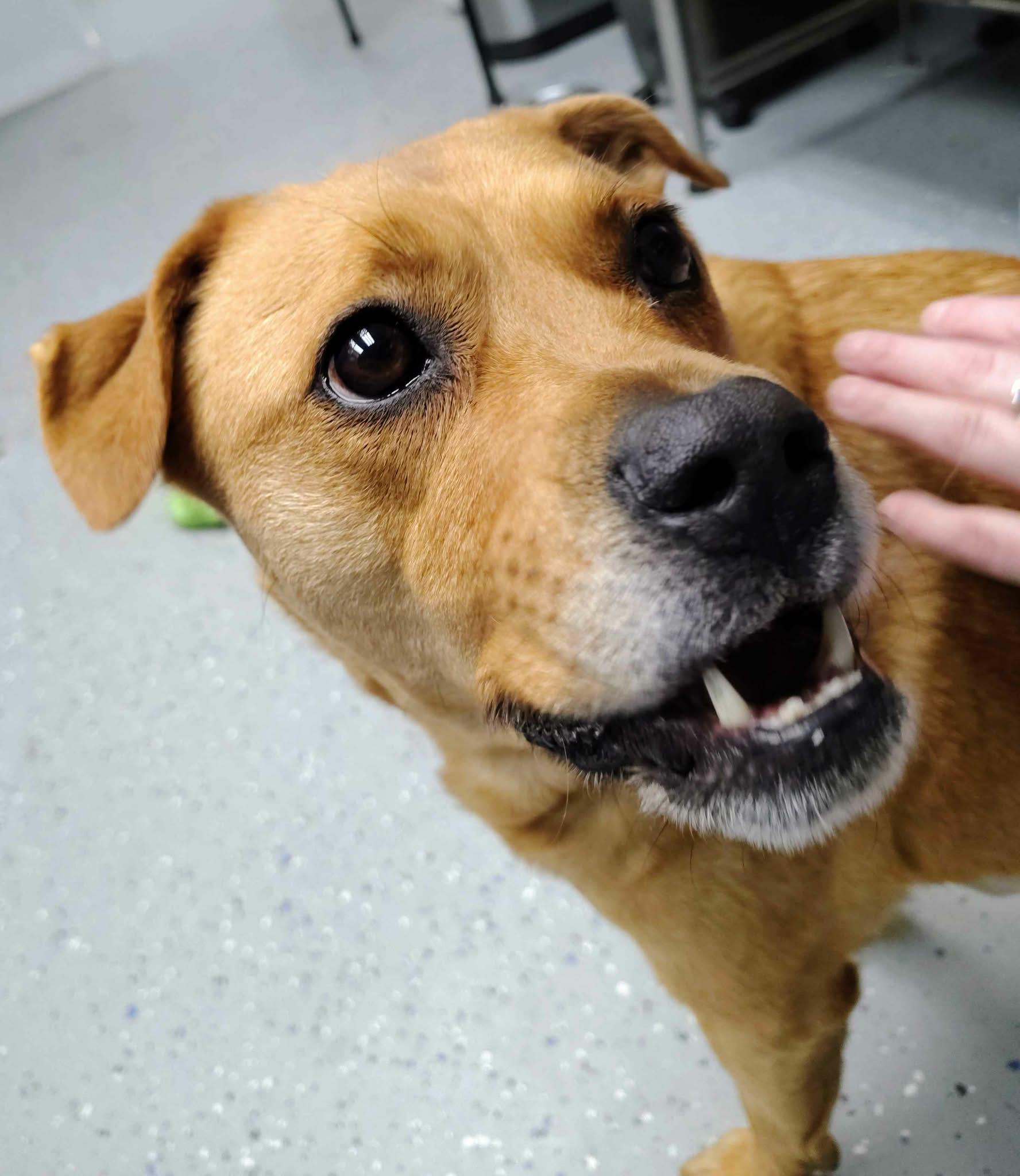 Reba, ADOPTABLE, Adult Female Yellow Labrador Retriever.