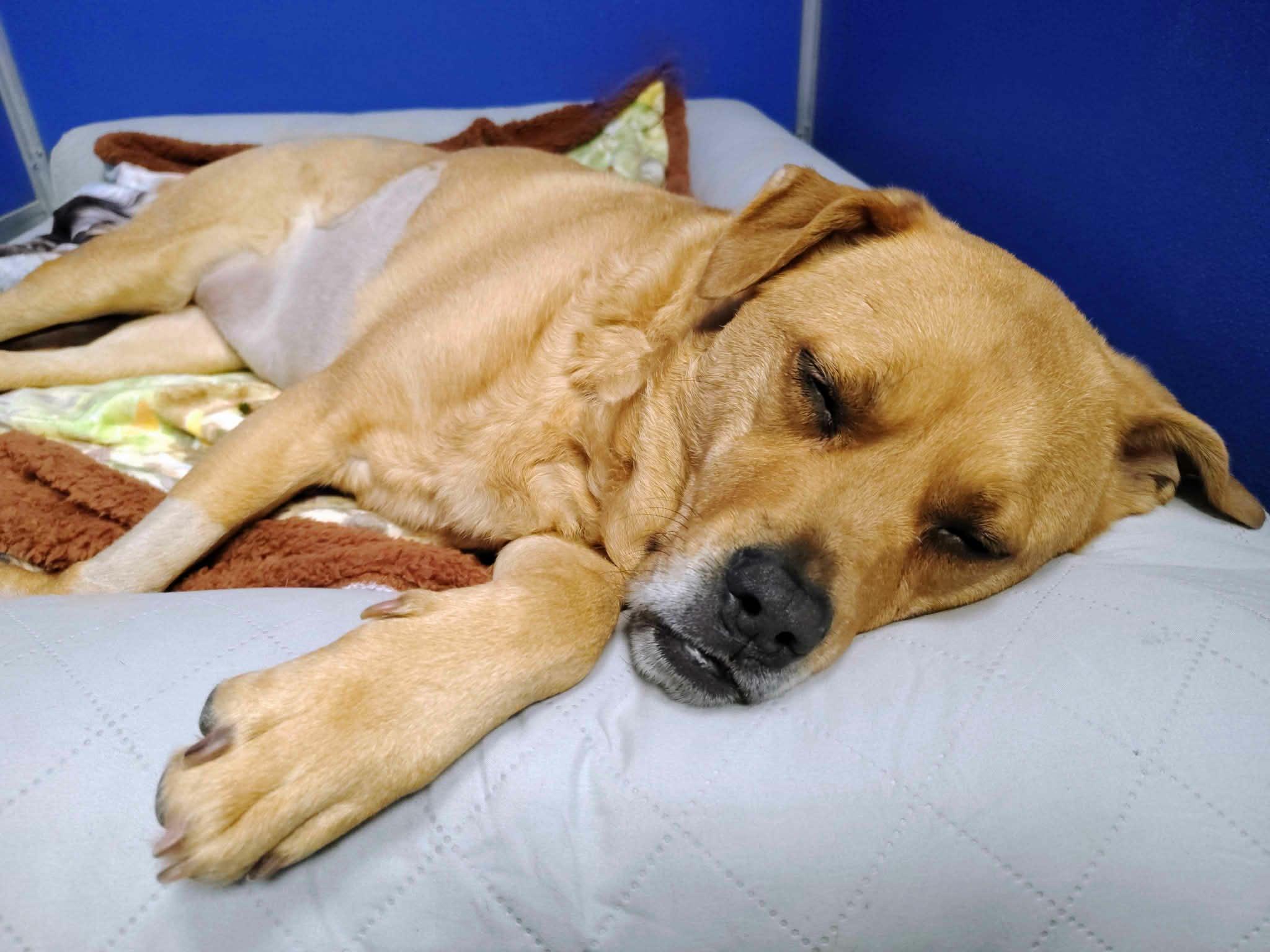 Enlarge Reba, an adopted mixed breed in Ipswich, MA image 5/6