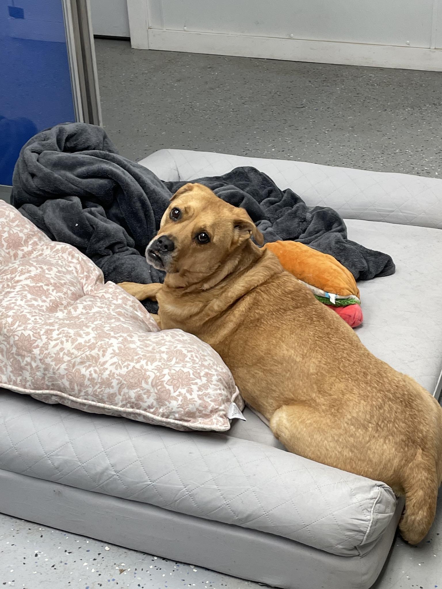 Enlarge Reba, a ADOPTABLE mixed breed in Ipswich, MA image 2/6