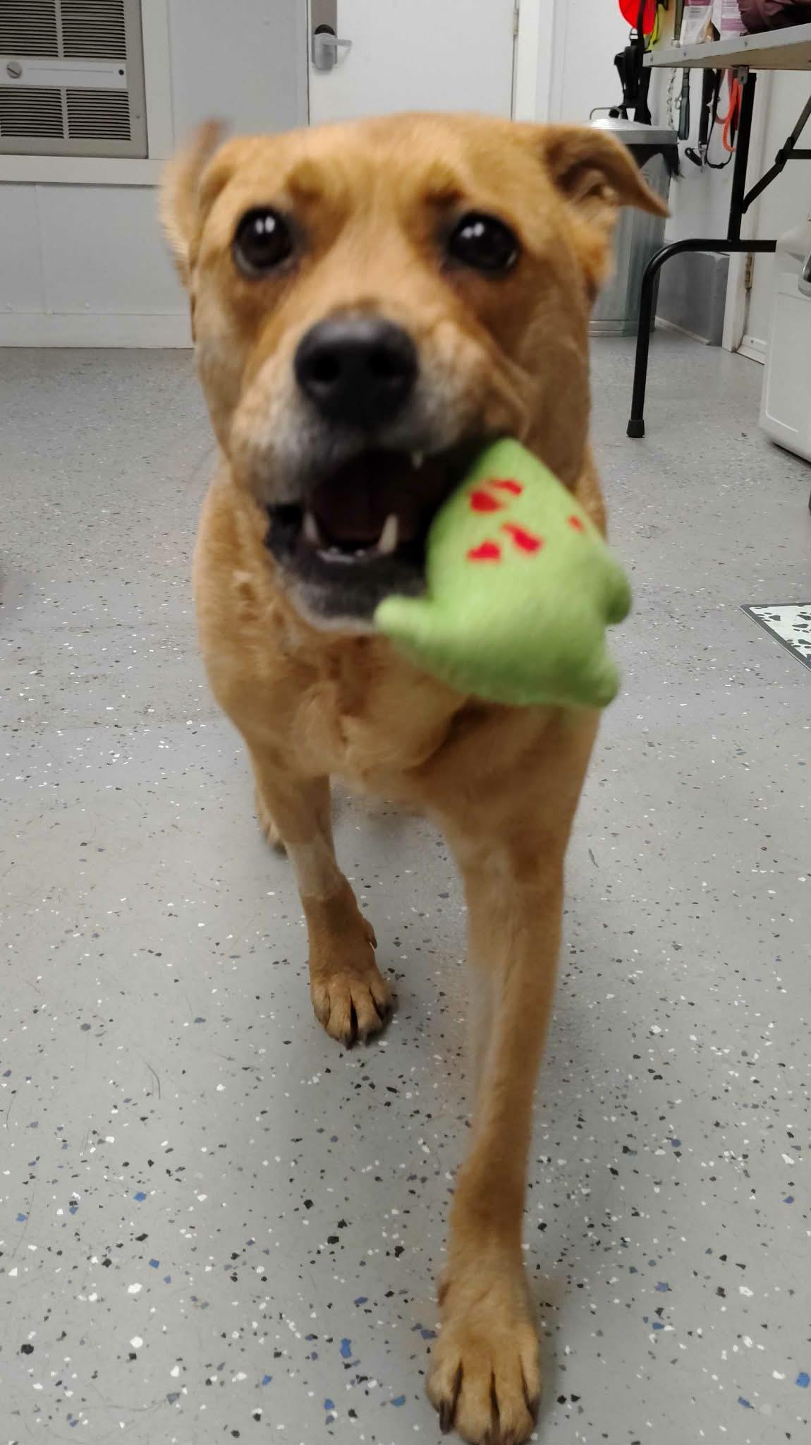 Enlarge Reba, an adopted mixed breed in Ipswich, MA image 6/6