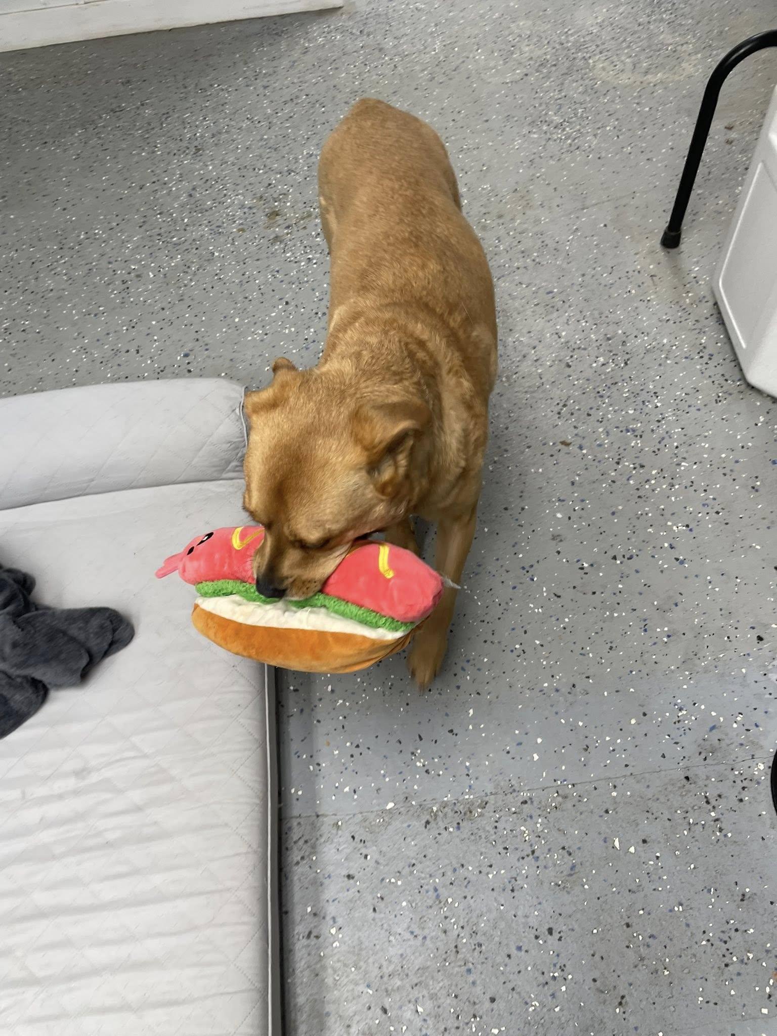 Enlarge Reba, a ADOPTABLE mixed breed in Ipswich, MA image 4/6