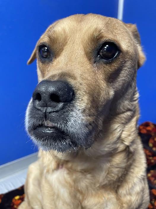 Enlarge Reba, a ADOPTABLE mixed breed in Ipswich, MA image 1/6