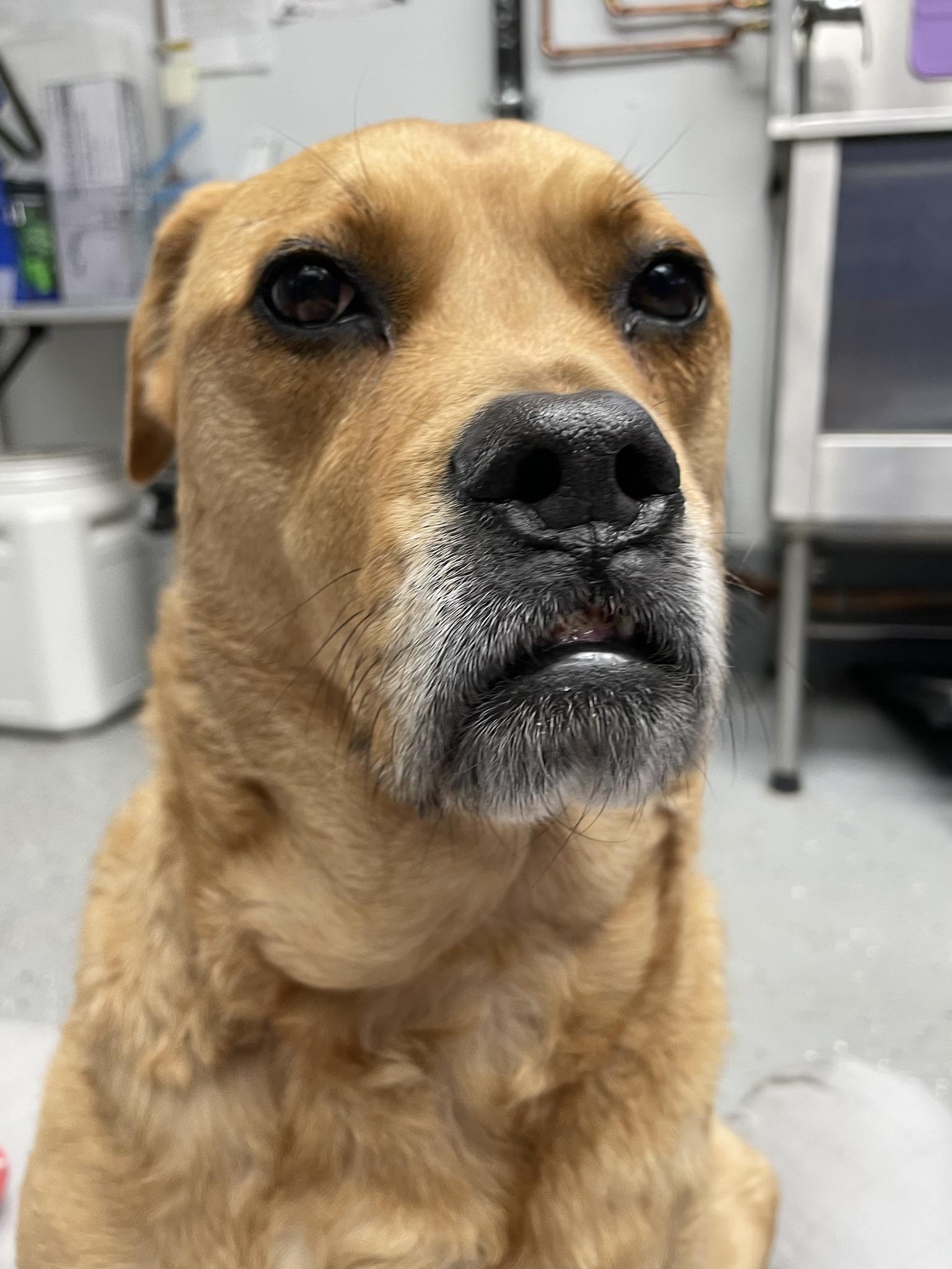 Enlarge Reba, a ADOPTABLE mixed breed in Ipswich, MA image 5/6