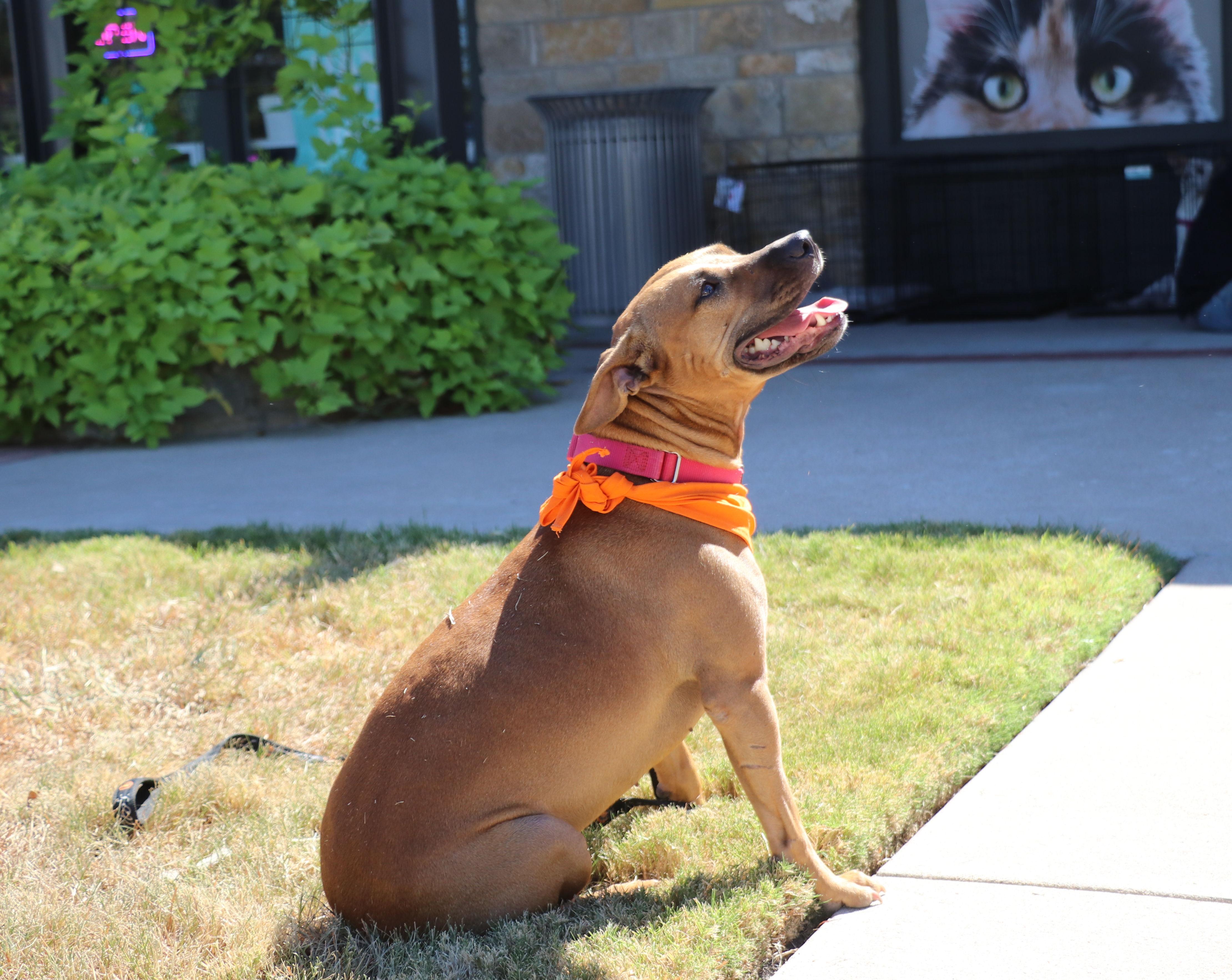 Lorie Darlin, an adoptable Mixed Breed in Cape Neddick, ME, 03902 | Photo Image 6