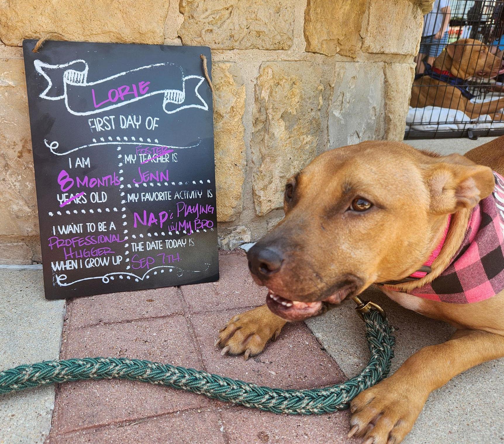Enlarge Lorie Darlin, a Adoptable Mixed Breed in Cape Neddick, ME image 5/6