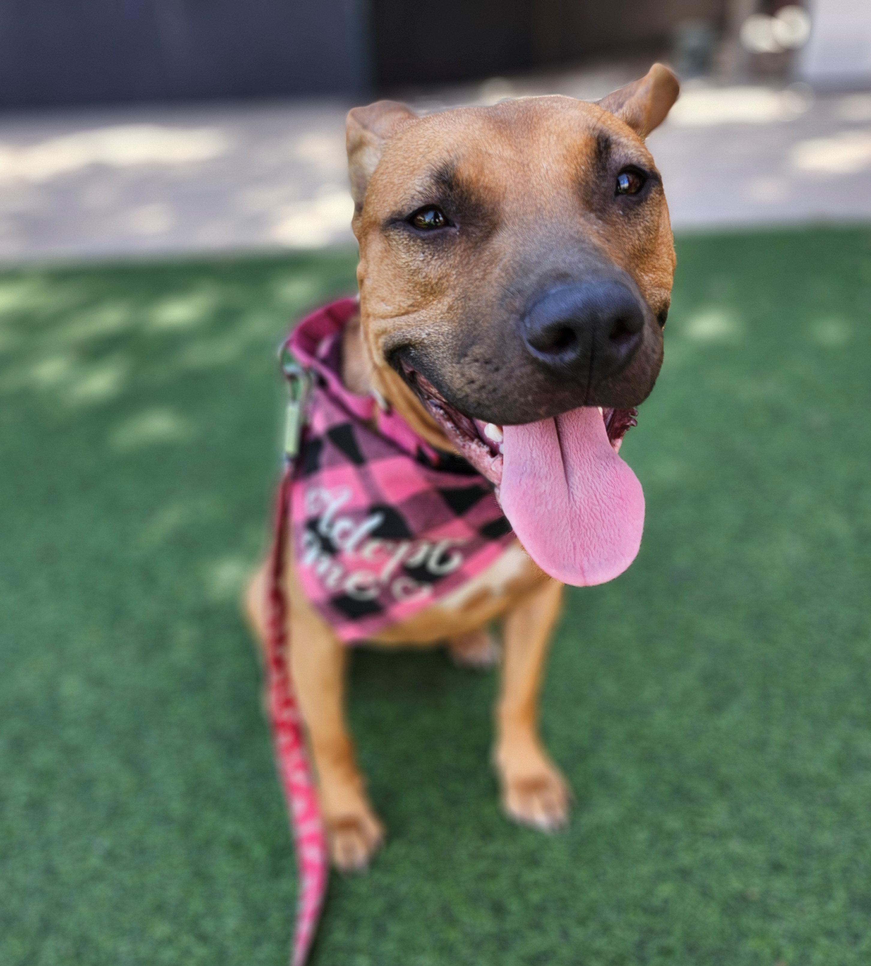 Lorie Darlin, Young Female Mixed Breed