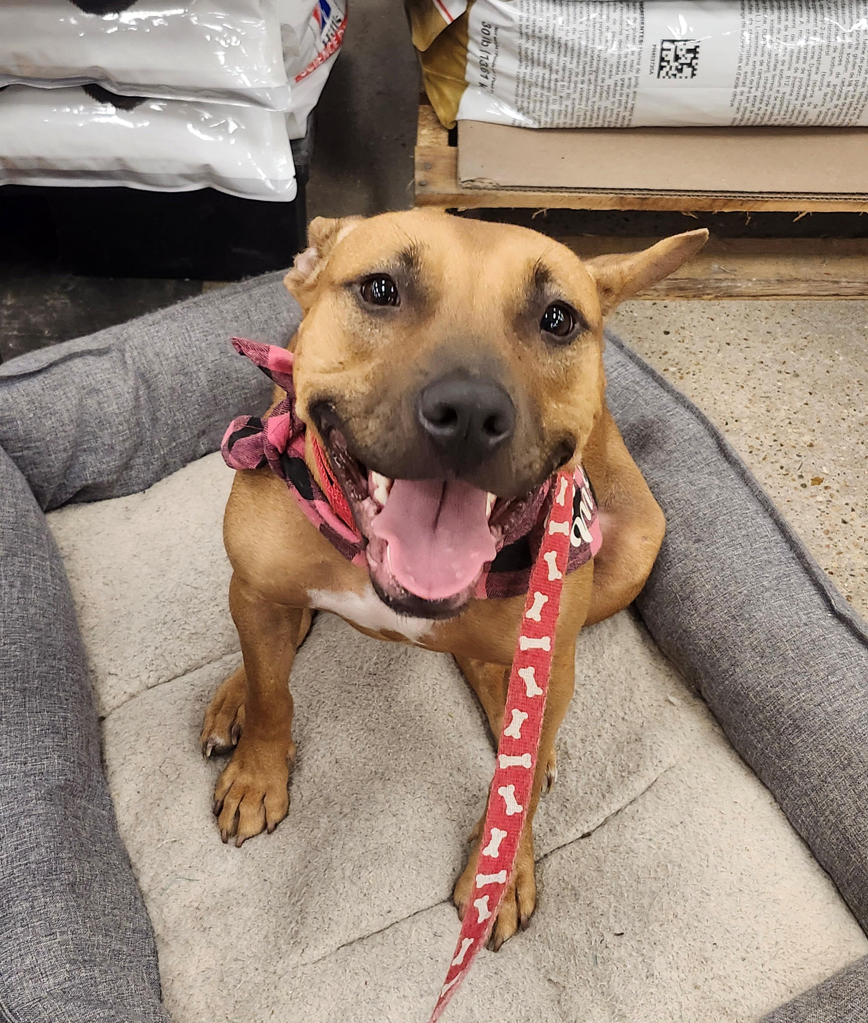 Enlarge Lorie Darlin, a Adoptable Mixed Breed in Cape Neddick, ME image 6/6