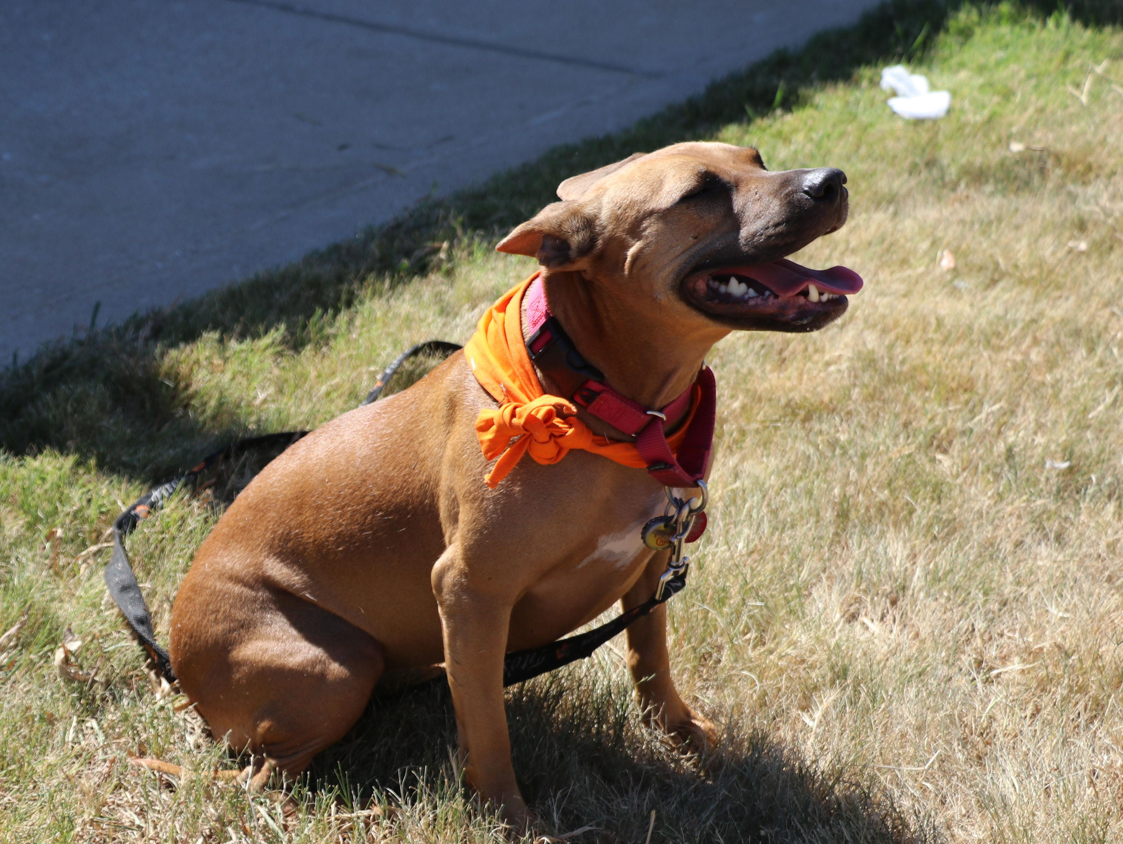 Enlarge Lorie Darlin, a Adoptable Mixed Breed in Cape Neddick, ME image 2/6