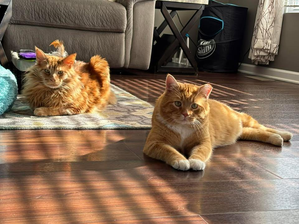 Enlarge Bruce, a ADOPTABLE Domestic Short Hair in Crown Point, IN image 5/6